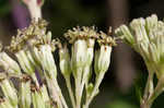 Pale Indian plantain